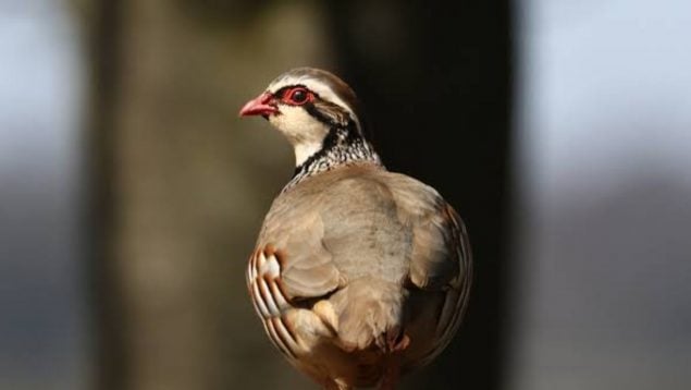 Animal, ave, curiosidades, fauna