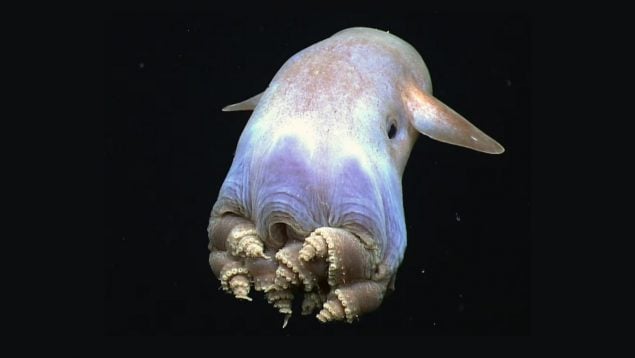 Pulpo, animales, especies, naturaleza