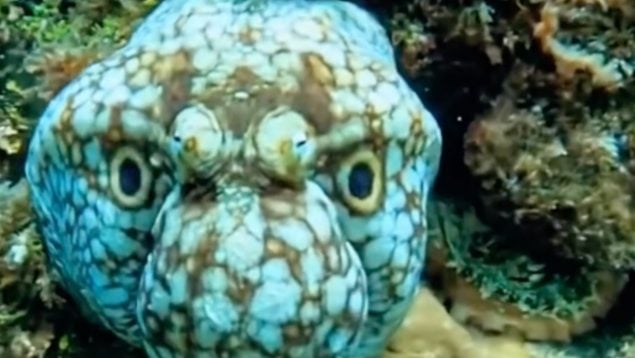 Pulpo, animales, curiosidades