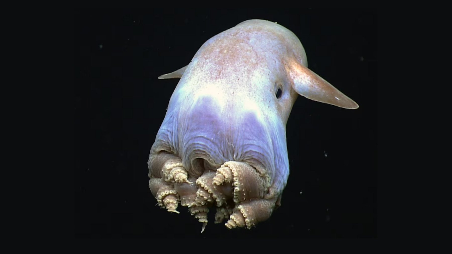Pulpo Dumbo rosado registrado en aguas profundas. Imagen: NatGeo.