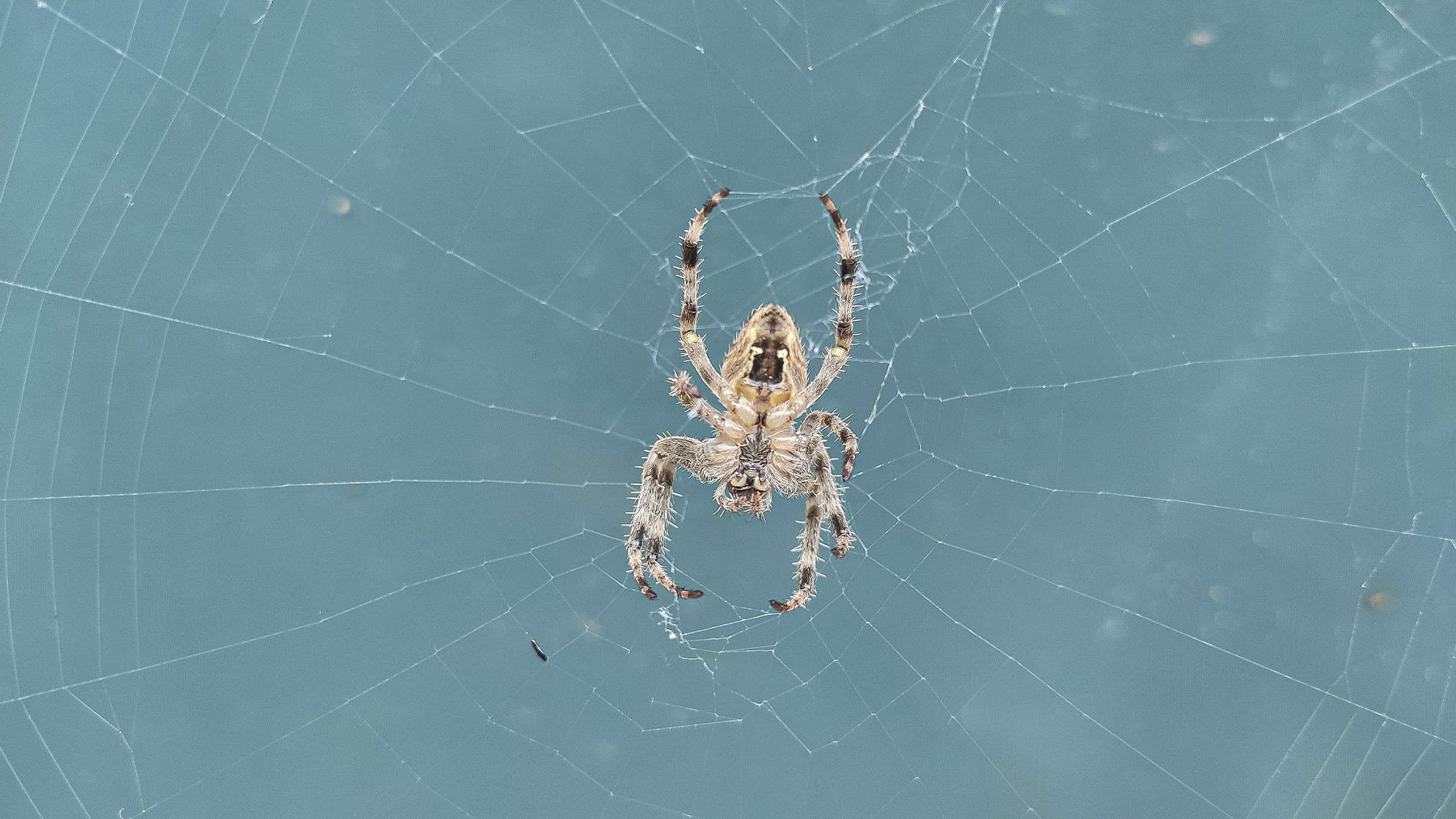 Araña en su telaraña. Foto: Pexels.