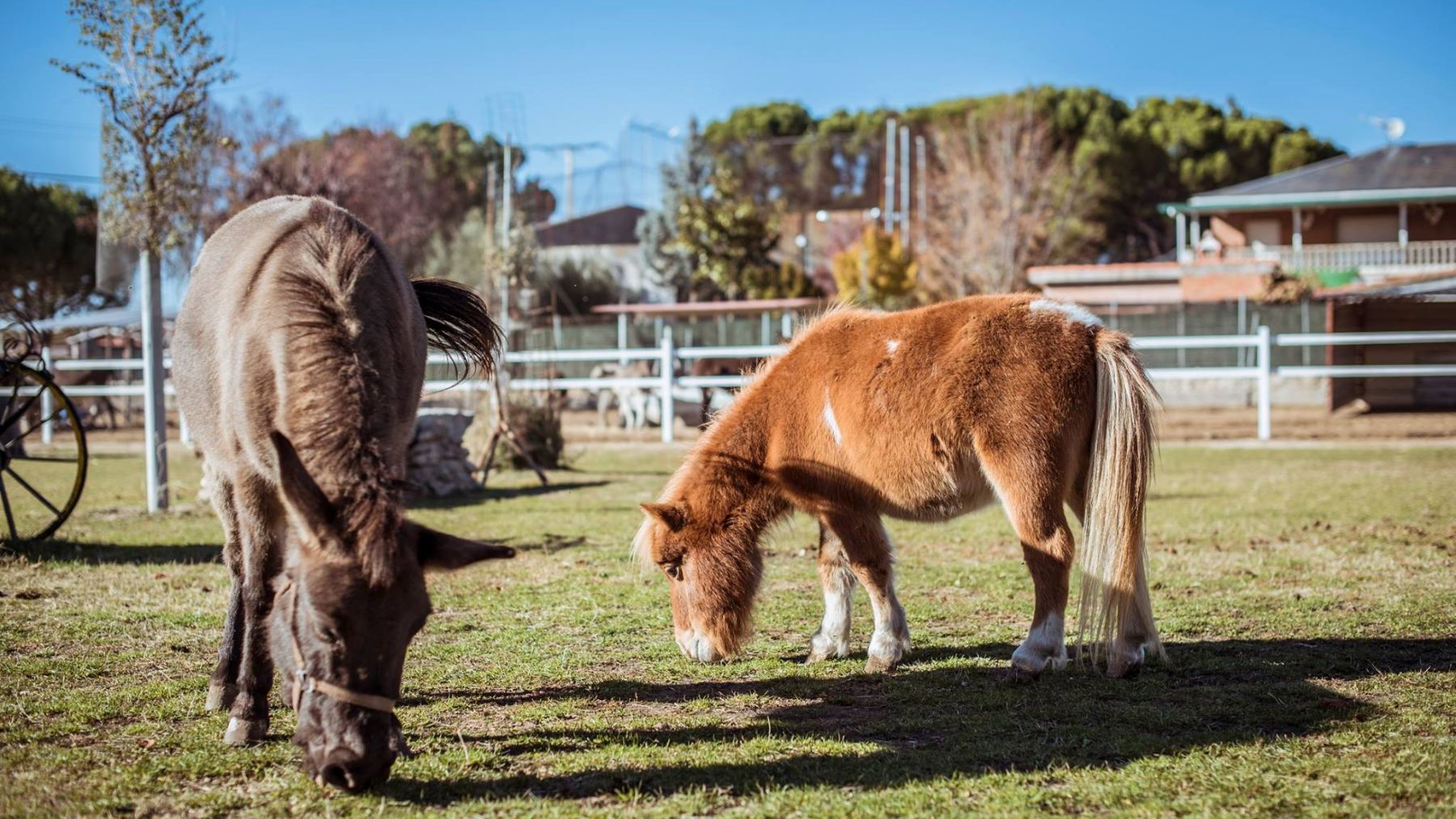 Burrolandia.