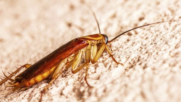 Cucaracha