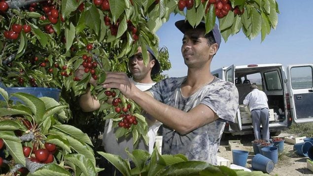 muerte, jornalero, temporero, Lérida, calor, ola de calor, Alcarrás