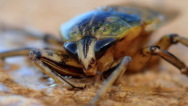 Cómo diferenciar a una cucaracha de un grillo, diferencias cucarachas, tijeretas, grillos, cómo son los grillos, características cucarachas, escarabajos.