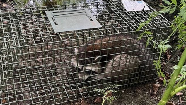 Mapache, animales, especie invasora