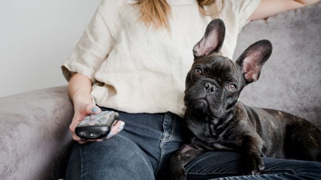 Perros, animales, mascotas