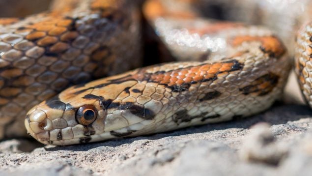 Serpientes, Mallorca, reptiles