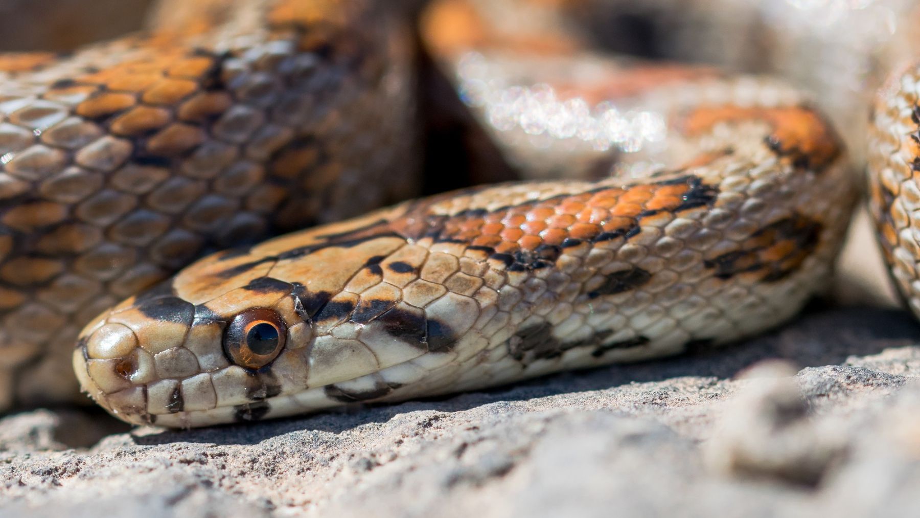 Serpiente. Foto: Freepik