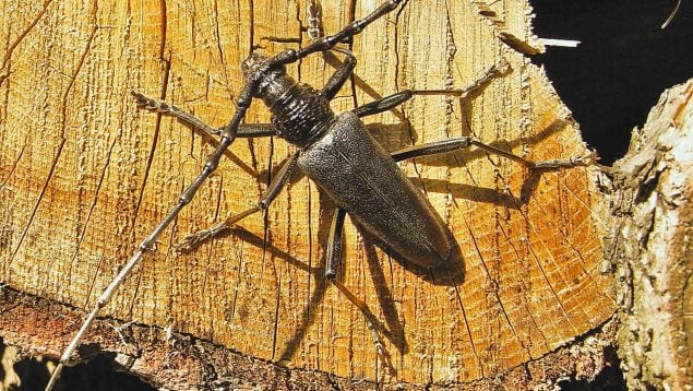 insecto protegido por la UE