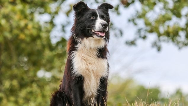 Perro