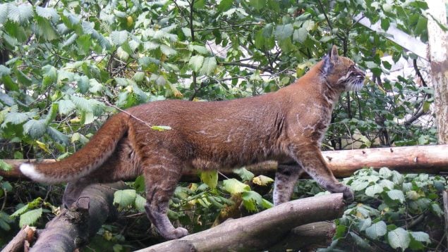 Animal, gato, curiosidades