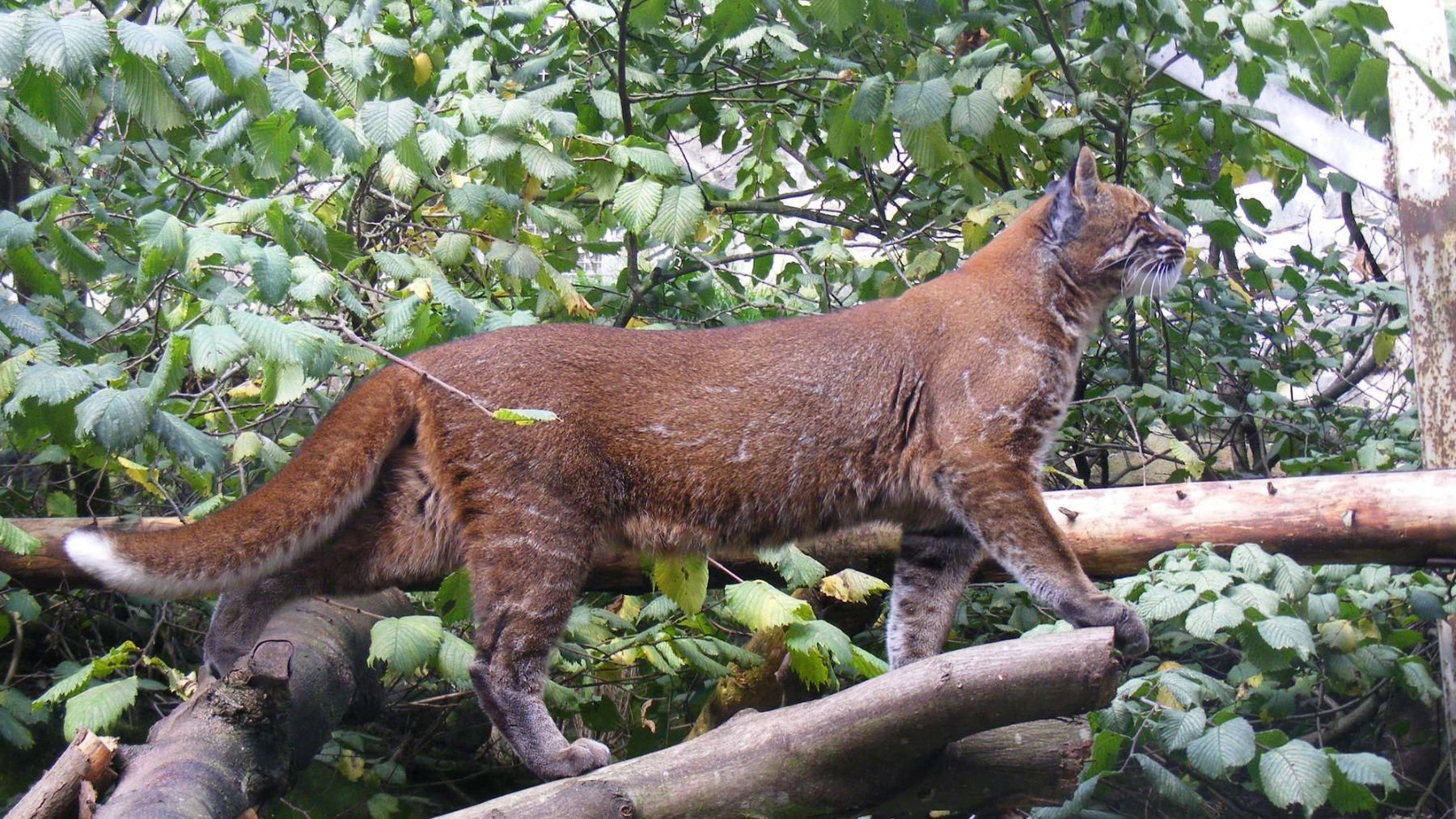 Gato dorado asiático. Foto: iNaturalist
