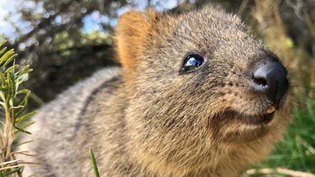 Animal, curiosidades, quokka