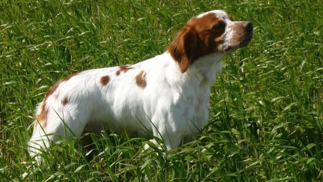 Reacción viral de un perro de caza ante la Guardia Civil, perros cazadores, caza y Guardia Civil, vídeos de humor de caza, caza y comedia, chistes sobre caza, spaniel bretón.