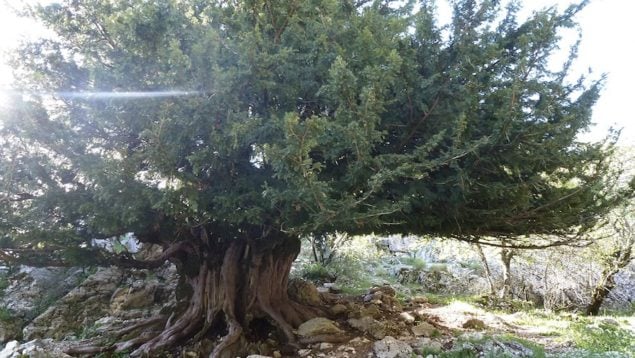 Tejo, árbol, árboles, naturaleza