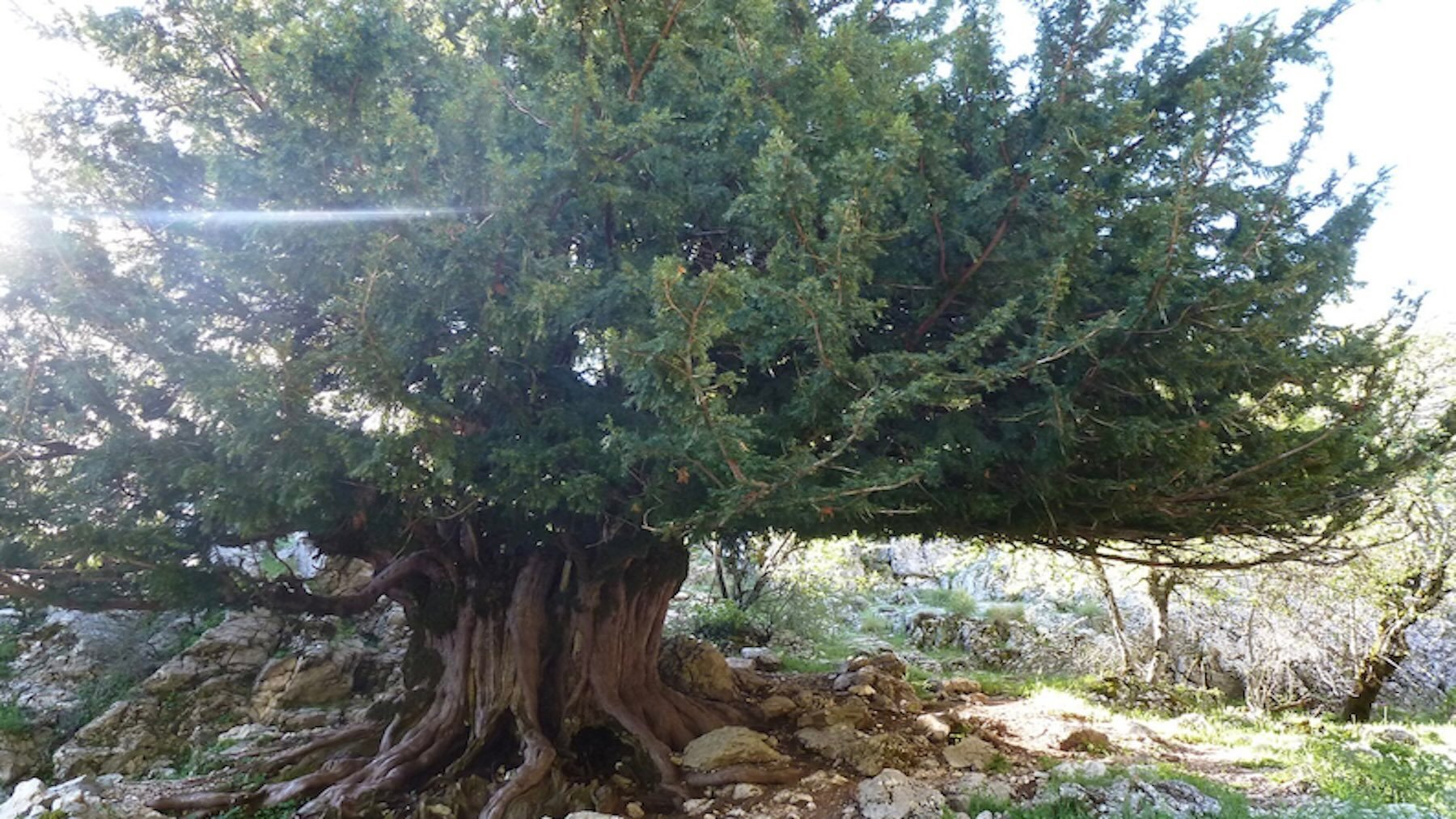 Tejo milenario de Sierra de Cazorla (Jaén). Imagen: AlfredoAF.