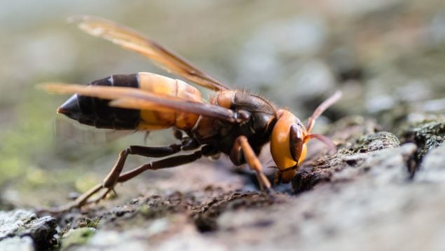Avispa, animal, insecto, curiosidades