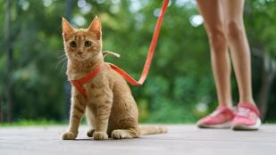 aviso gatos