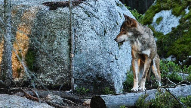 lobos Sierra Morena