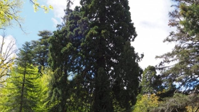 Secuoya, árboles, naturaleza