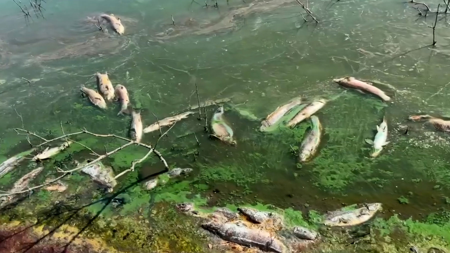 Imágenes de los peces muertos tras desembalsar el agua en Alcollarín (Cáceres). (Fuente: Paco Castañares).