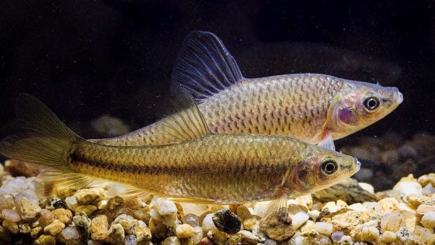 Pseudorasbora parva