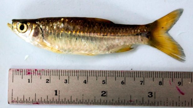 Tamaño pez invasor
