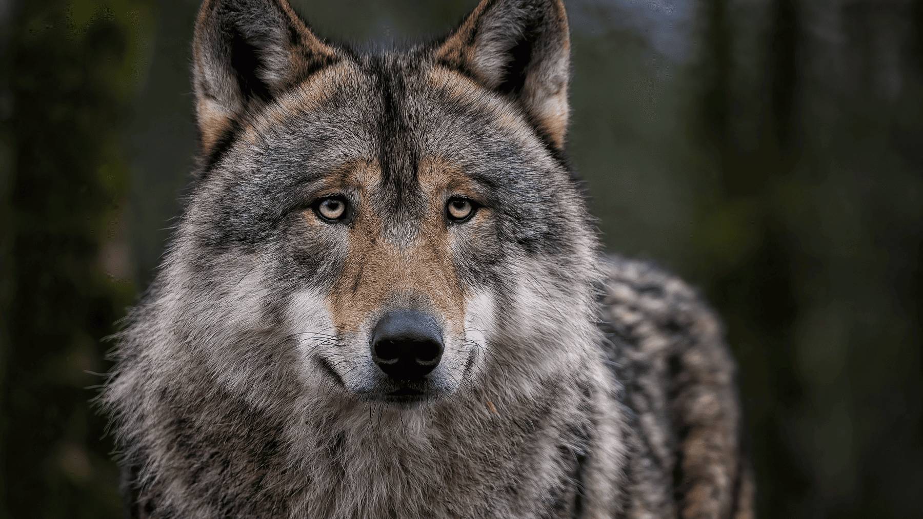 Critican a un experto ganadero por apoyar la caza del lobo, y su respuesta ya es viral en TikTok