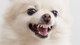 El perro ladra