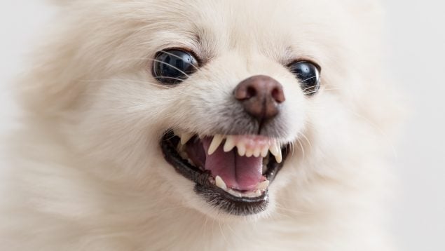 El perro ladra