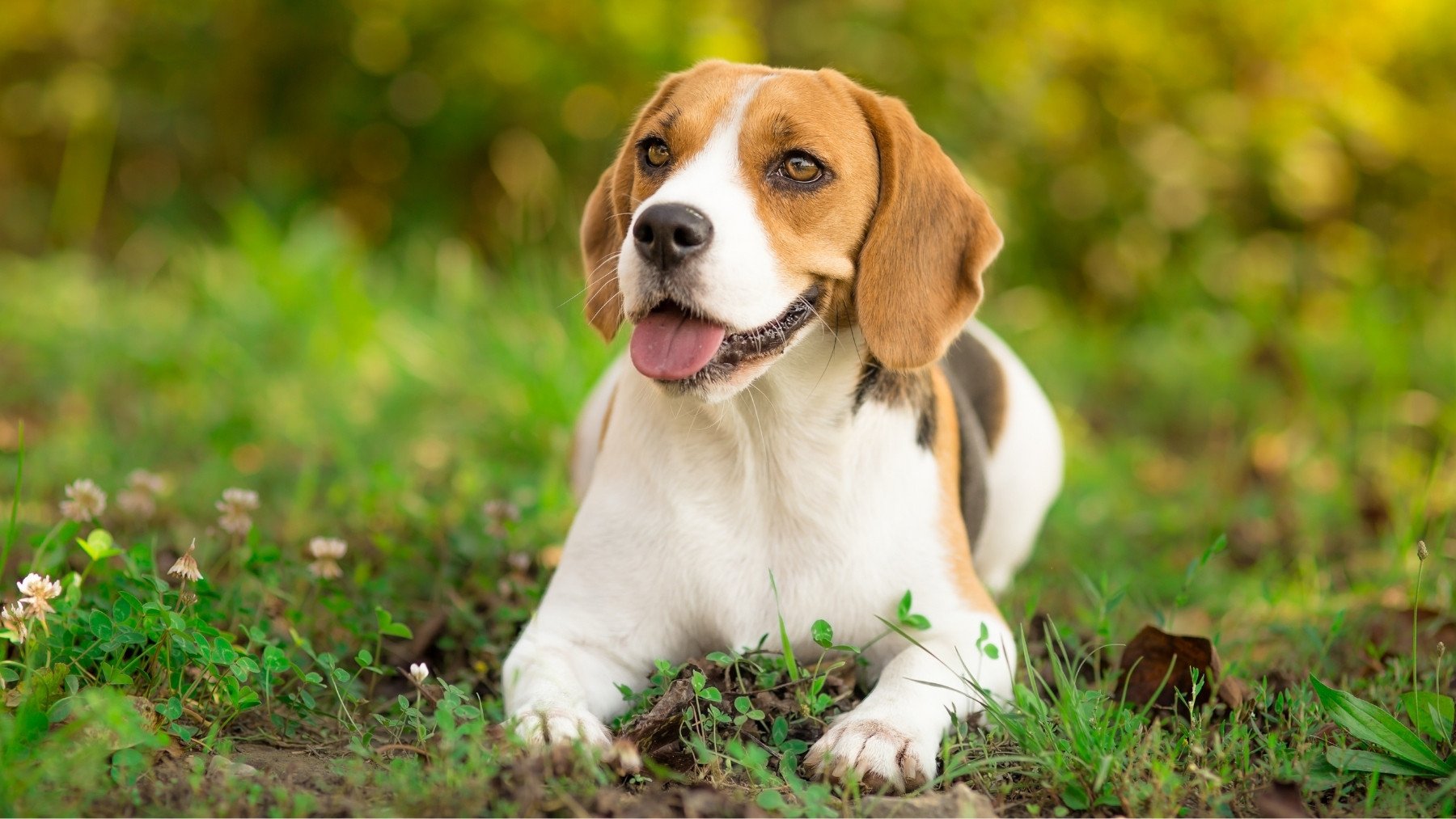 Alerta entre los dueños de los perros por el producto que pone a tu perro en riesgo: es veneno para ello