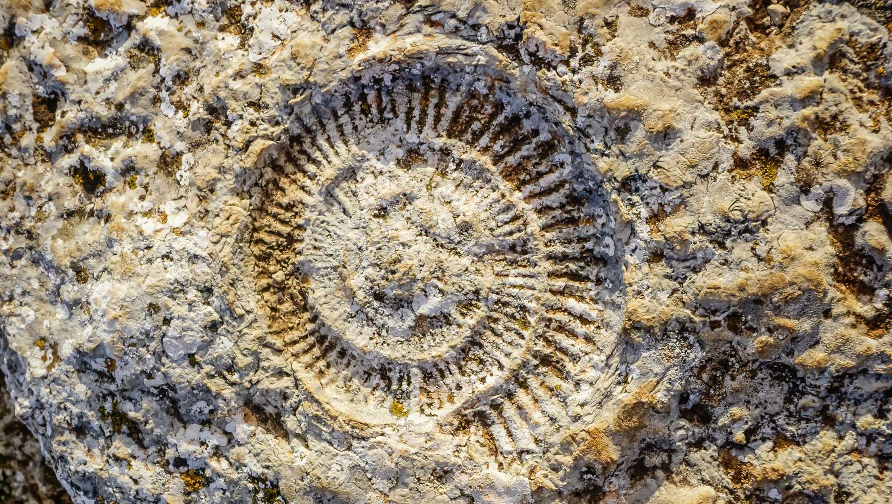 Ammonites.