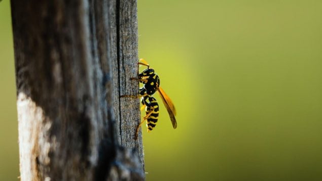 Avispas, animales, insectos, curiosidades