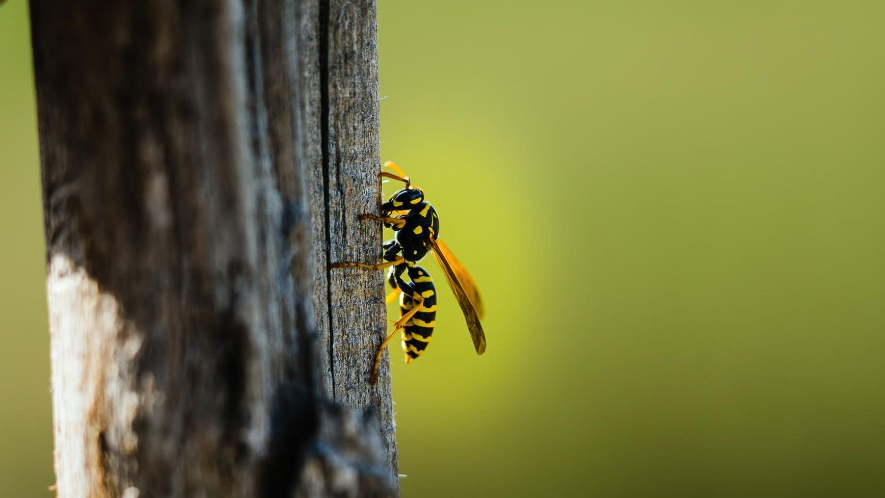 Avispa. Foto: Freepik