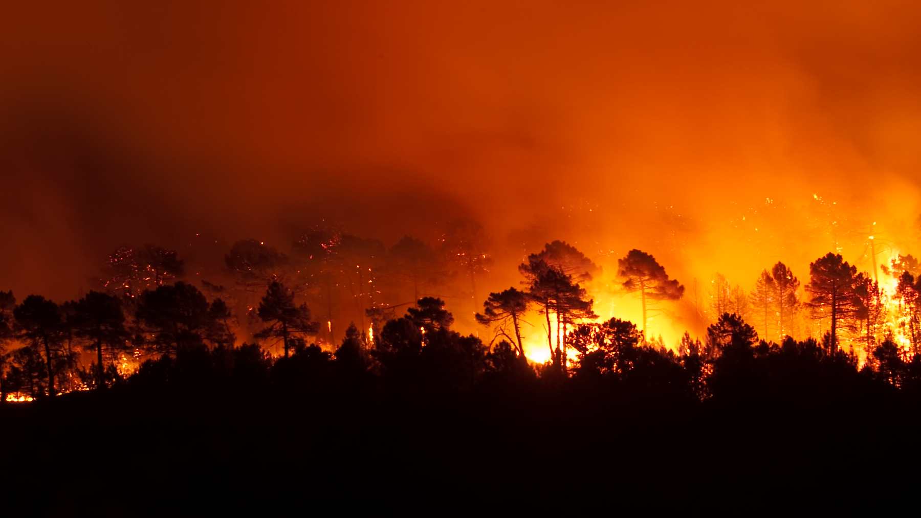 Incendio de un bosque de pinos en España.