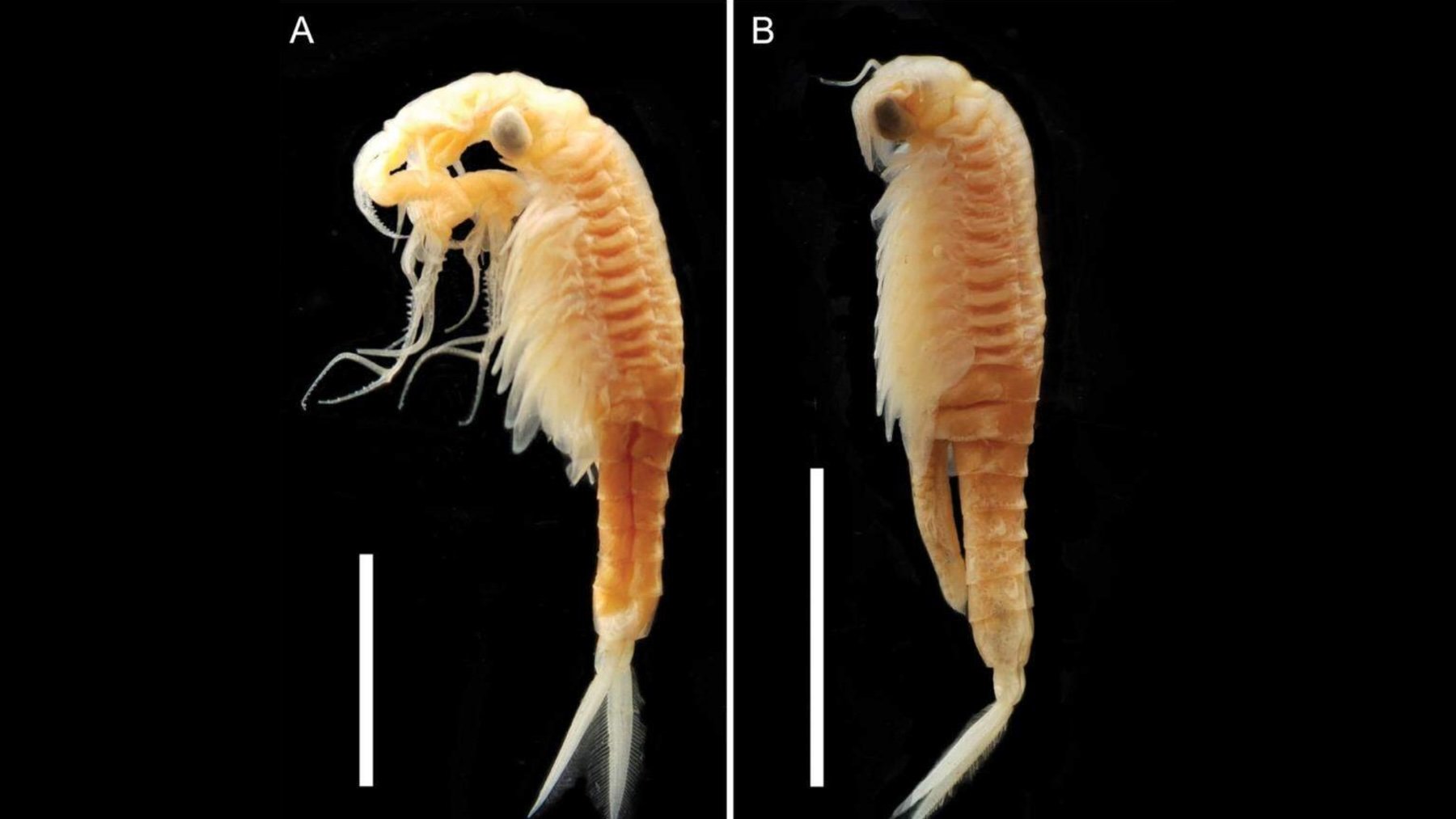 Streptocephalus warliae. Imagen: Katke PM, Padhye SM, Vanjare AI (2025), Zoosystematics.