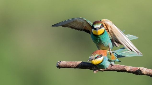 Pájaros, aves, animales, curiosidades