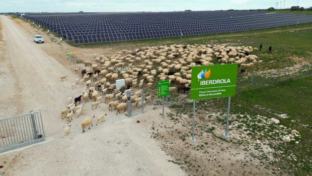 Fotovoltaica Iberdrola