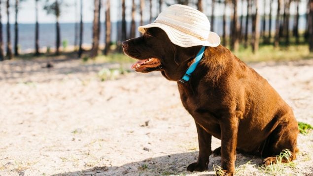 perro golpe calor