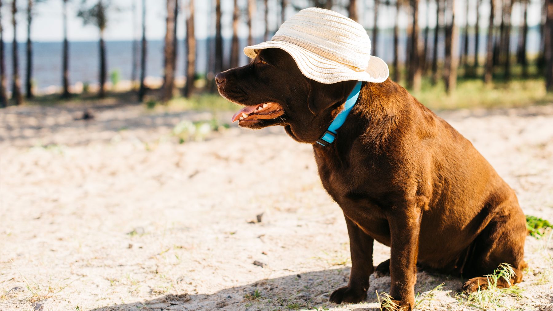 Aviso urgente de los veterinarios si tu perro hace esto: «Un golpe de calor»