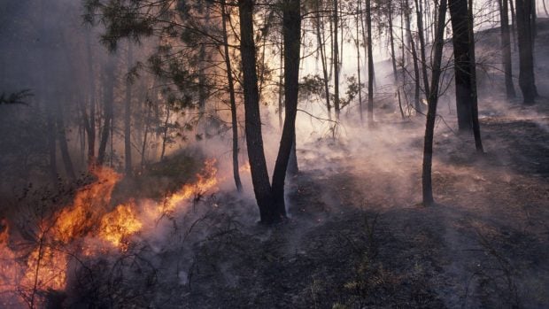 Nuestro país está viviendo la mayor oleada de incendios forestales de las últimas décadas.