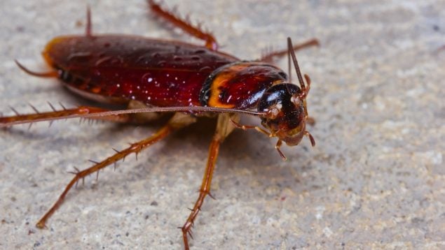 Cucaracha