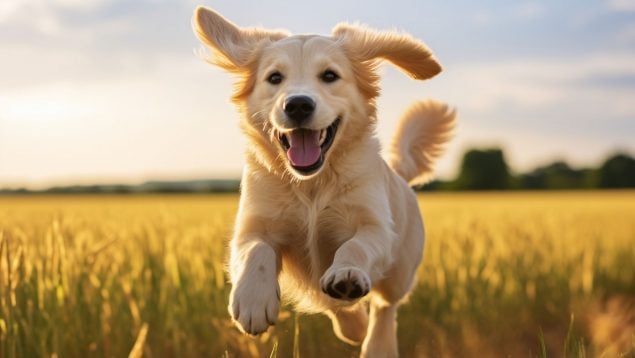 Perros, animales, naturaleza