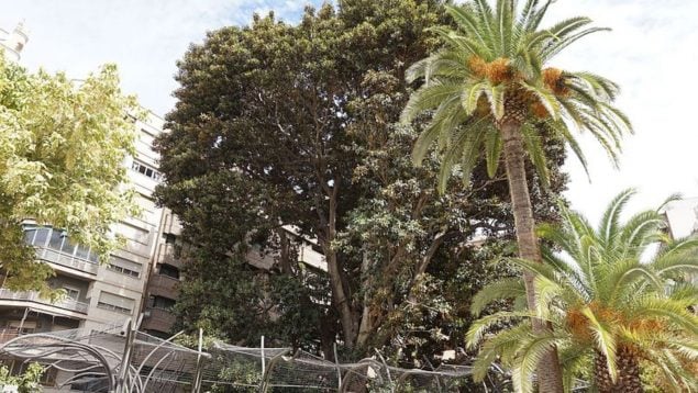 Ficus, árbol, Murcia, naturaleza