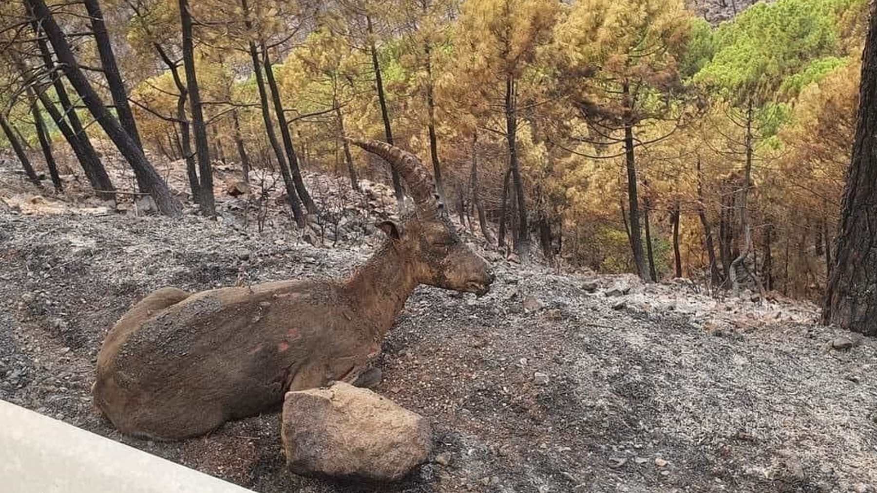 Una cabra en el incendio en Sierra Bermeja (Ronda / Andalucía). (Foto: ICOV – Europa Press).