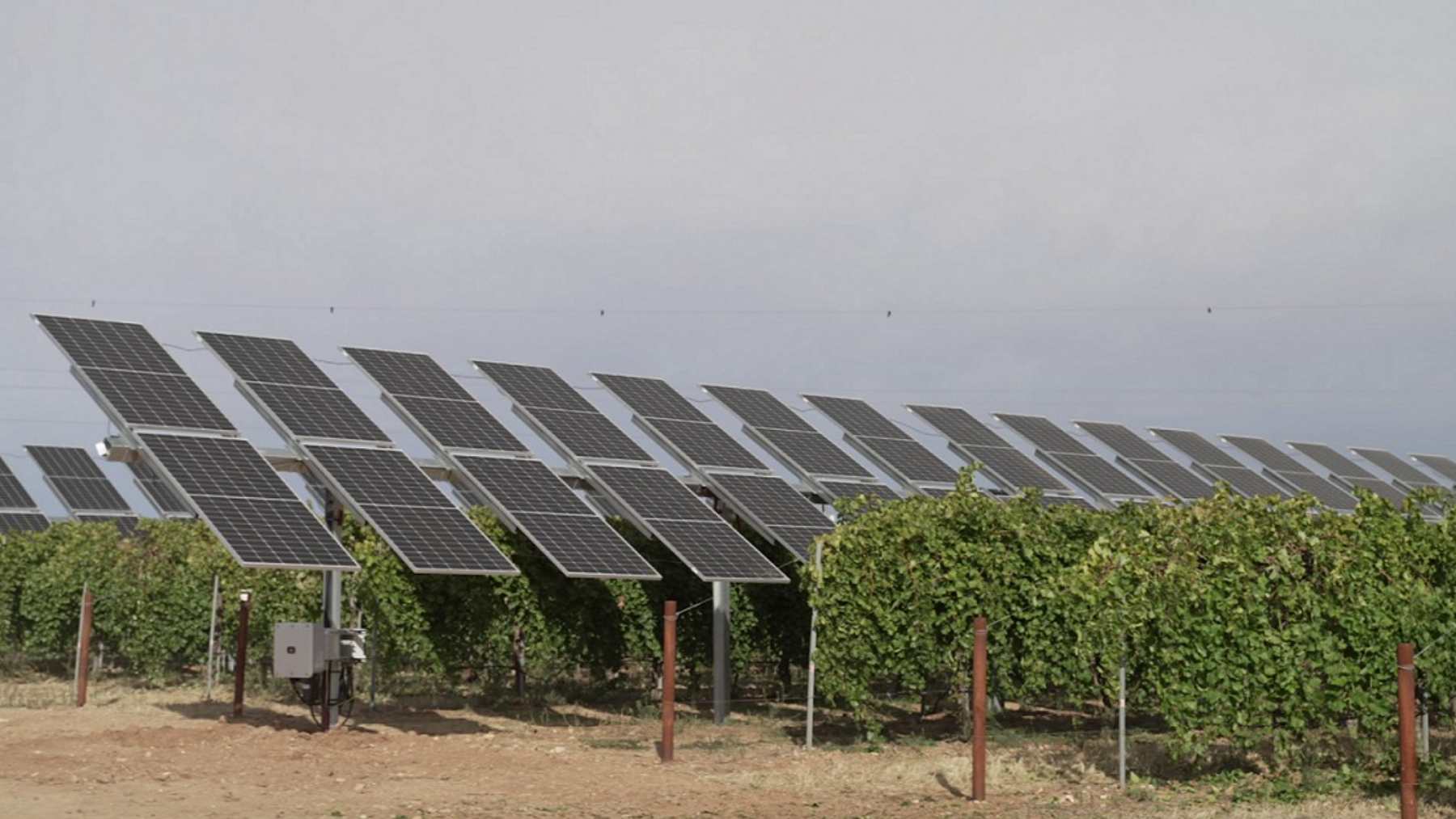 Instalación del proyecto WineSolar en los viñedos de González Byass y Grupo Emperador.