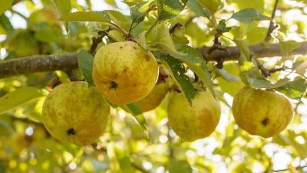 Manzanas país vasco Iberdrola