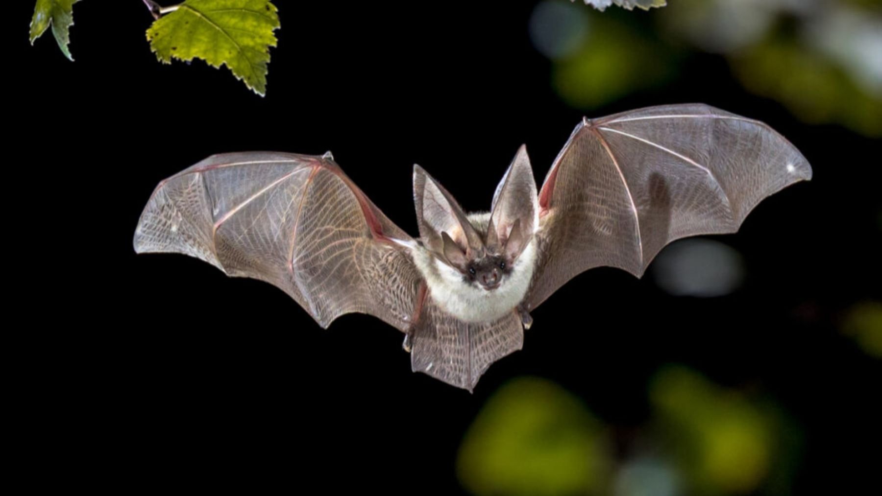 Murciélago. Foto: Getty Images