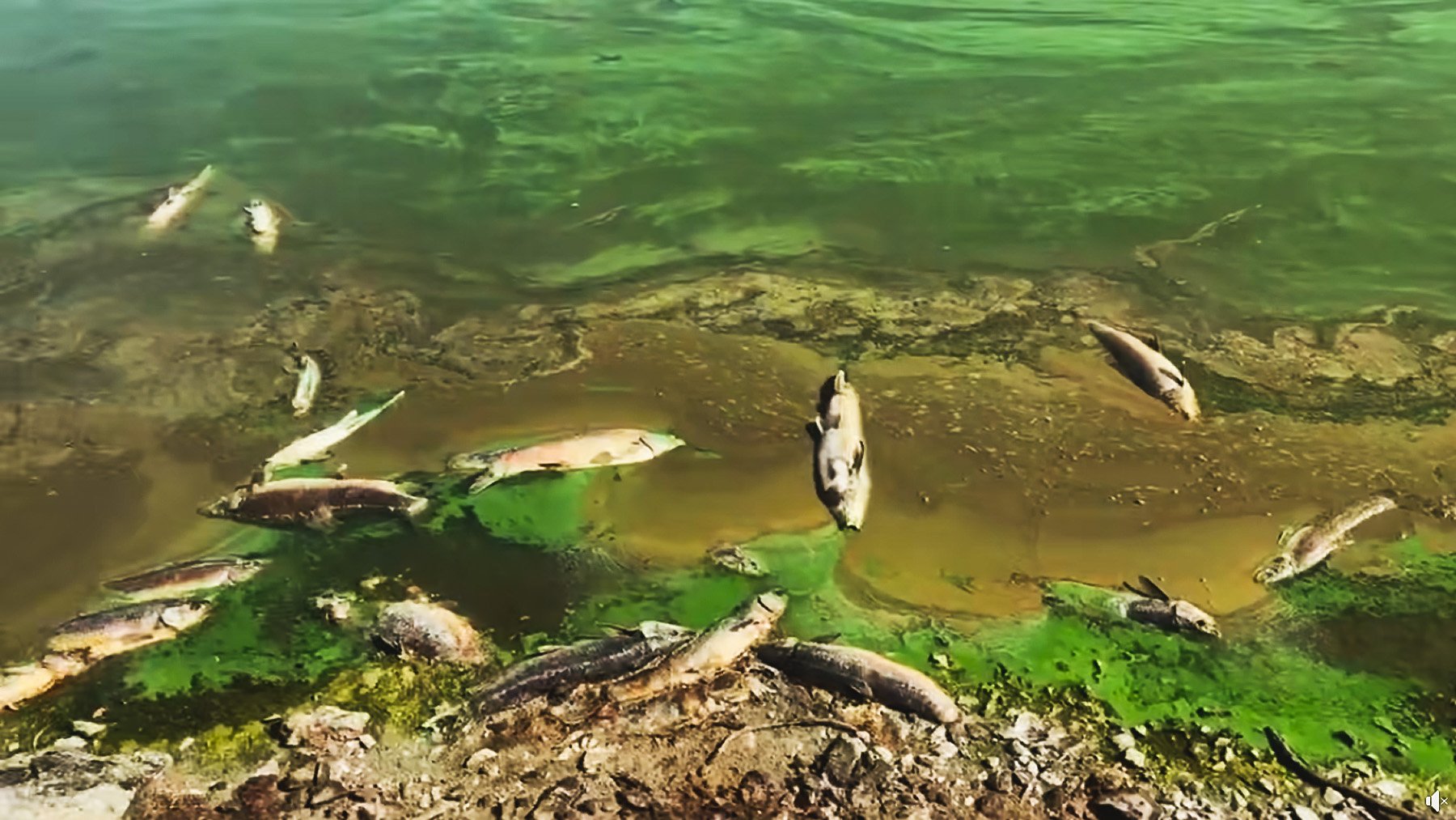 Peces muertos en el embalse de Alcollarín. Foto: Paco Castañares en Facebook.
